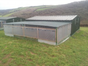 Pheasant rearing house and shelter pen on raised bed.